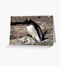 Antarctica gentoo penguin breeding chicks Greeting Card