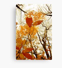 Withering Heights Canvas Print