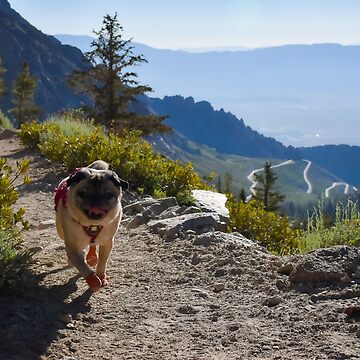 Sand 2024 mountain pugs