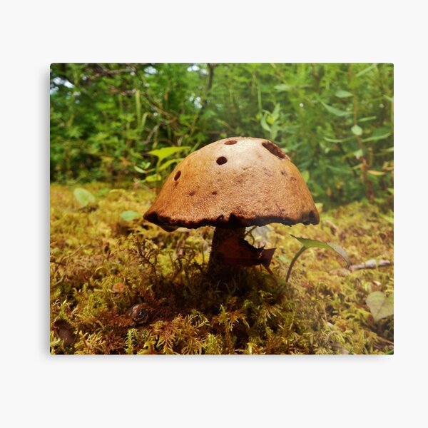 Alaska Mushroom - unidentified type Metal Print