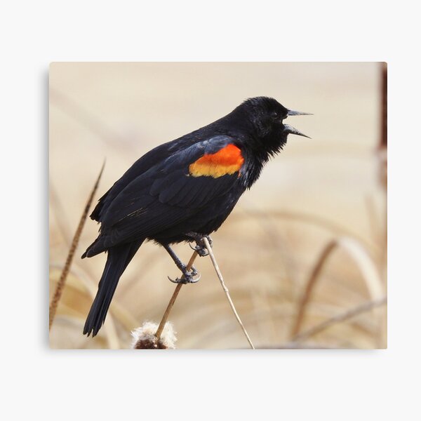 Red Winged Blackbird Canvas Print
