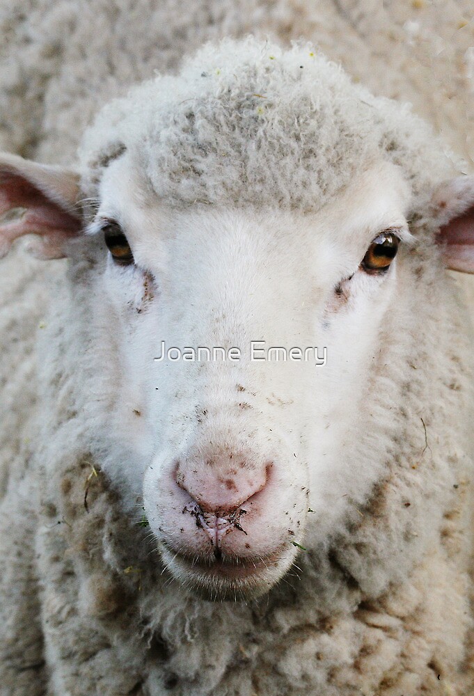 "Sheep's eyes" by Joanne Emery Redbubble
