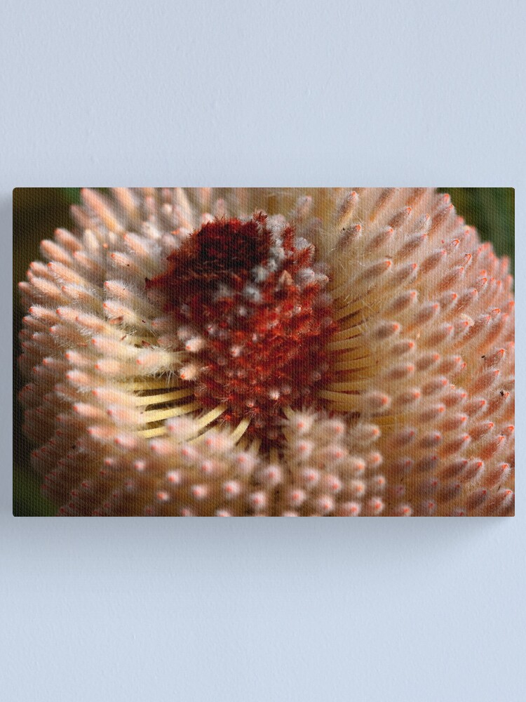 Alternate view of Banksia hookeriana Canvas Print