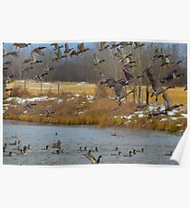 Waterfowl Poster