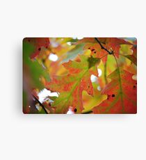 Spicy Canvas Print