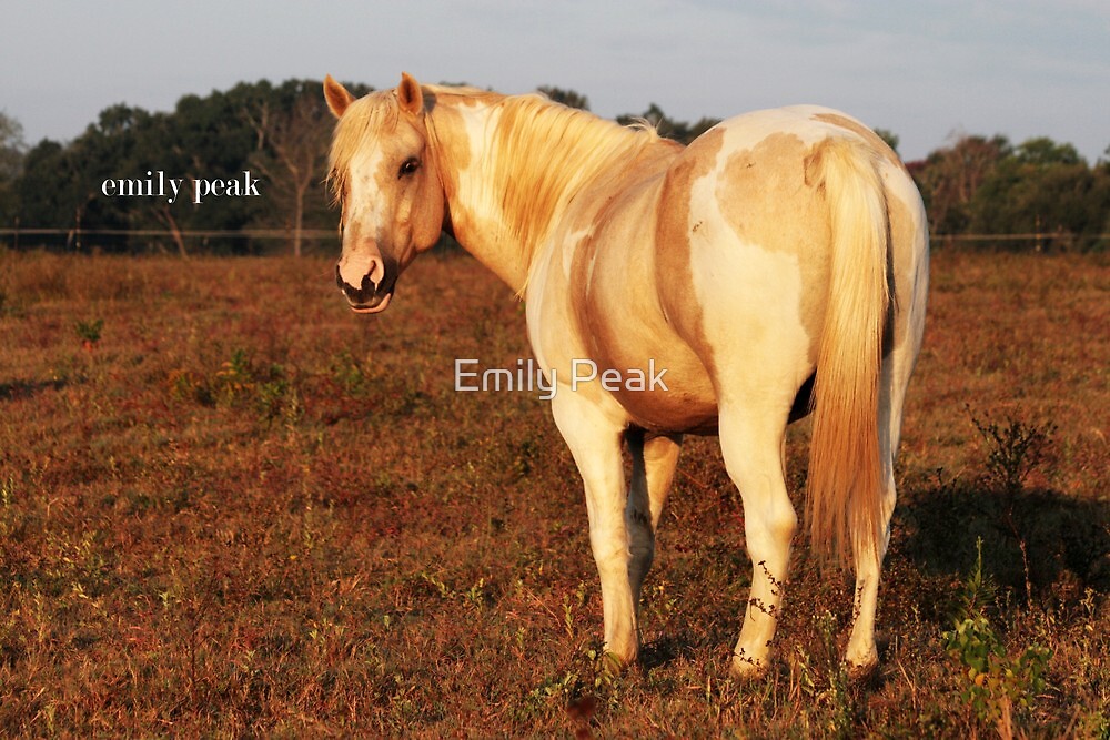 "Palomino Paint" by Emily Peak Redbubble