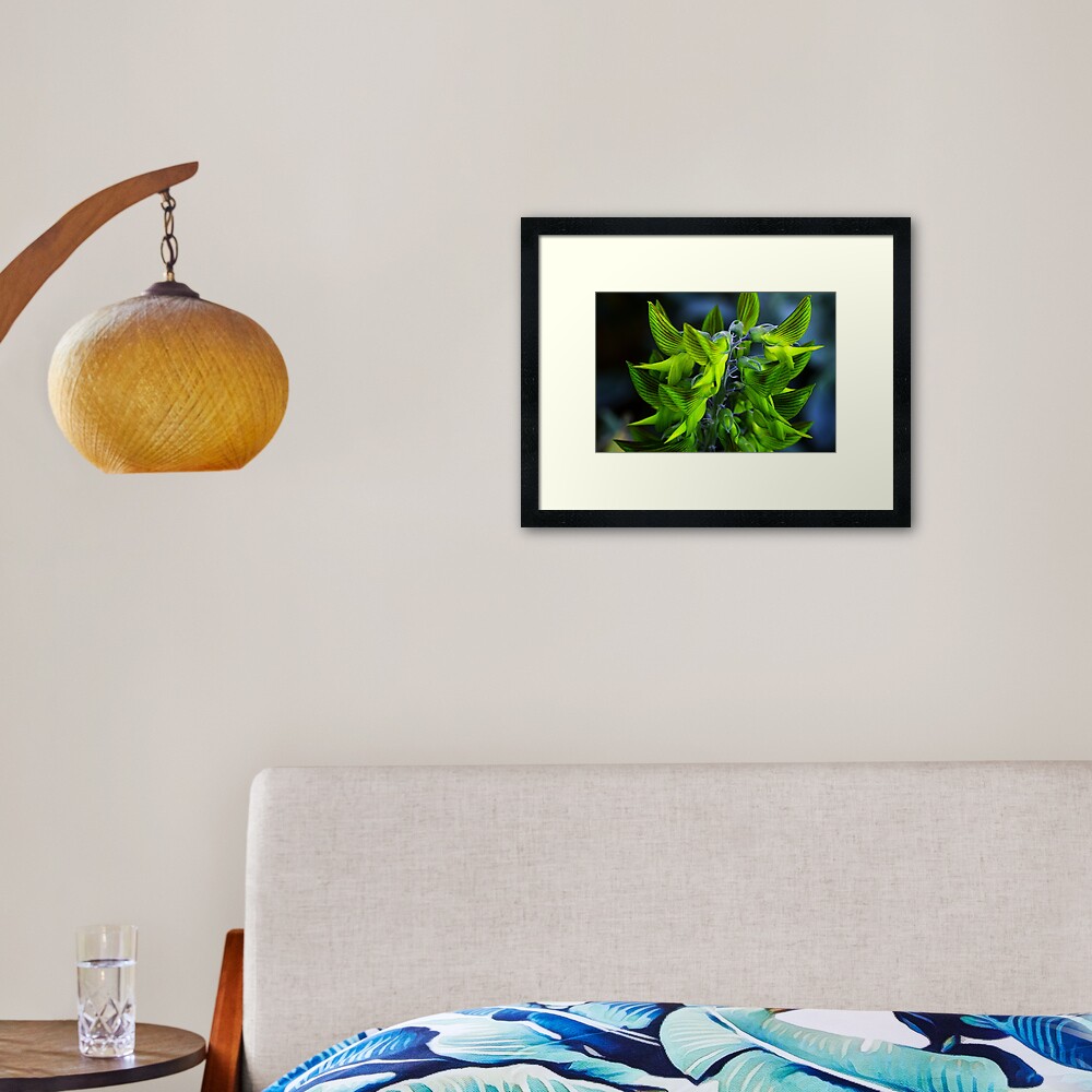 Crotalaria cunninghamii Framed Art Print