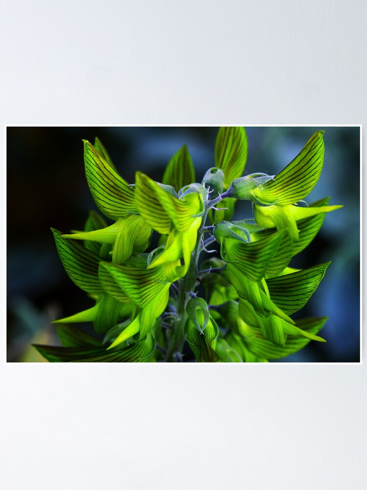 Alternate view of Crotalaria cunninghamii Poster