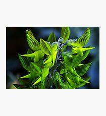 Crotalaria cunninghamii Photographic Print