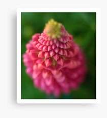 lupin Canvas Print