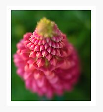 lupin Photographic Print