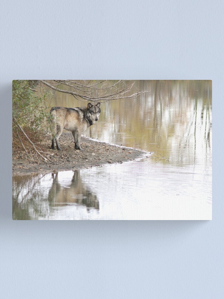 Alternate view of Reflections of a wolf Canvas Print