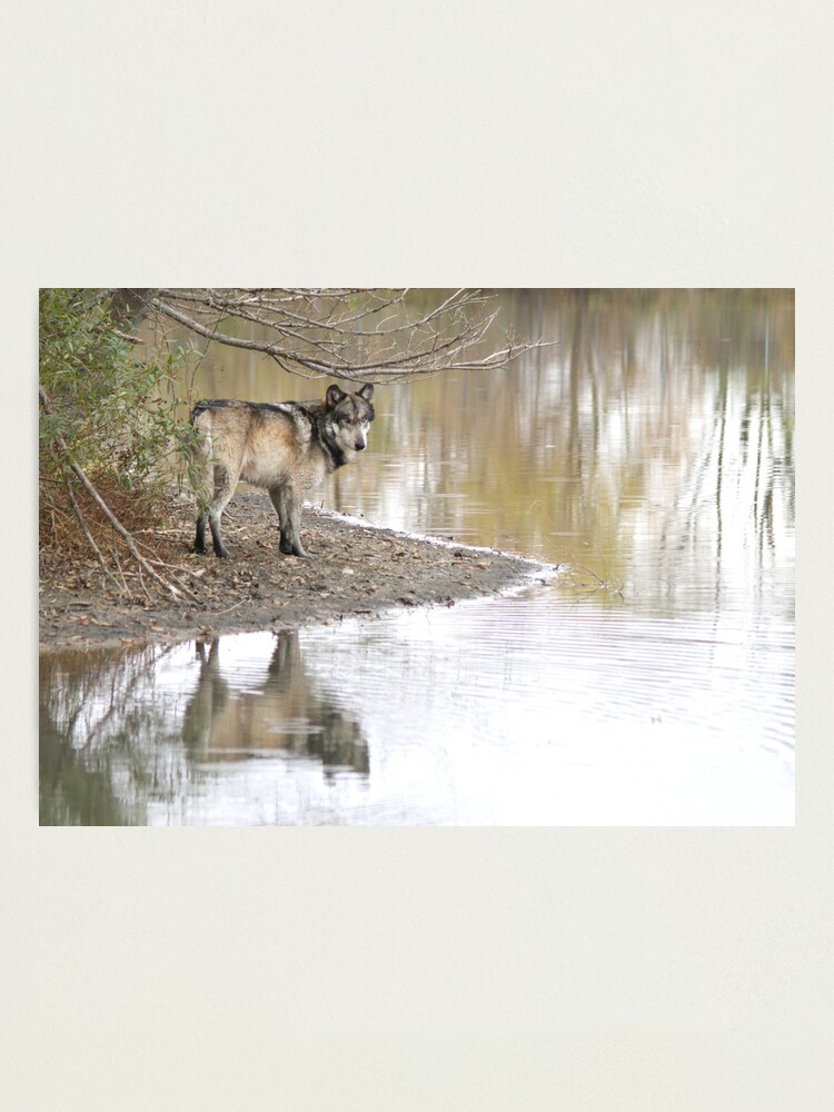 Alternate view of Reflections of a wolf Photographic Print