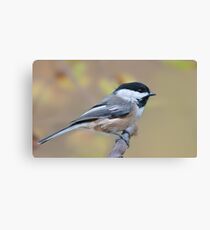 Black-Capped Chickadee Canvas Print