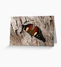 Australian Admiral Butterfly Greeting Card