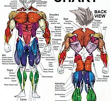 Anatomy Chart Goku