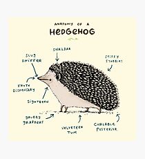 Anatomy of a Hedgehog Photographic Print
