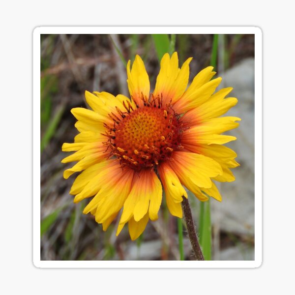 Blanket Flower Sticker