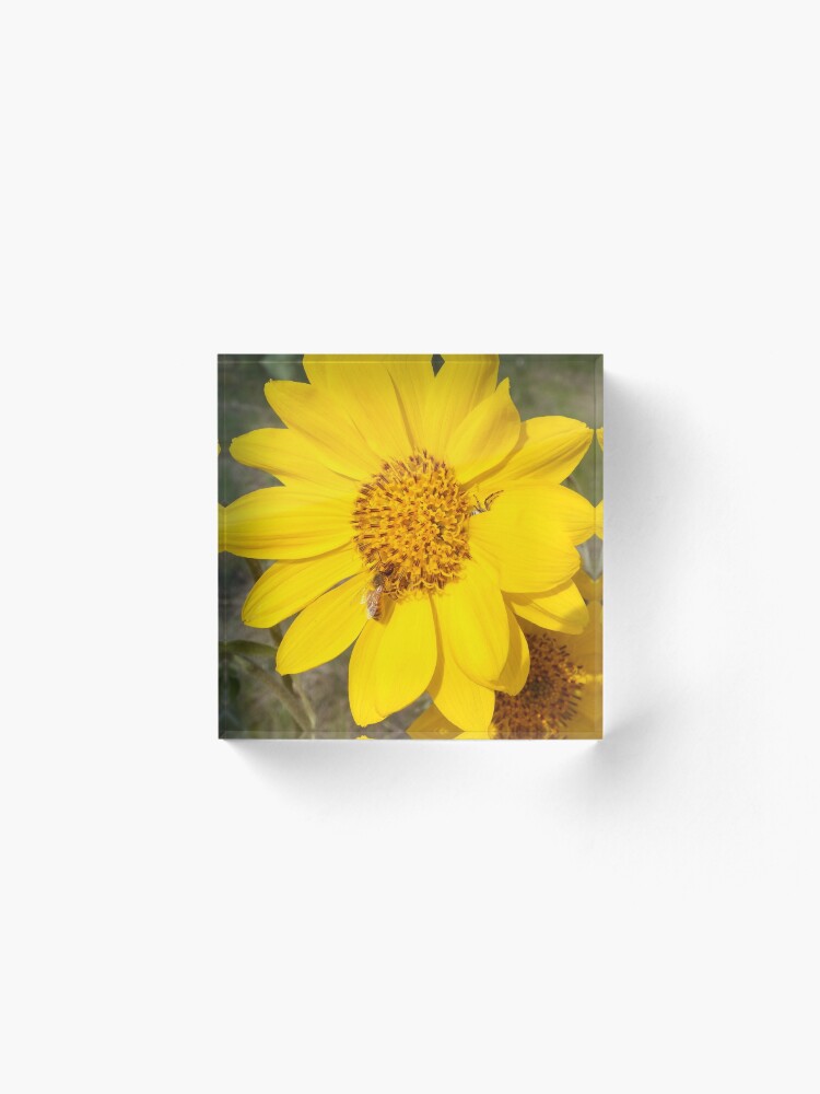 Alternate view of Peek-a-boo spider Acrylic Block