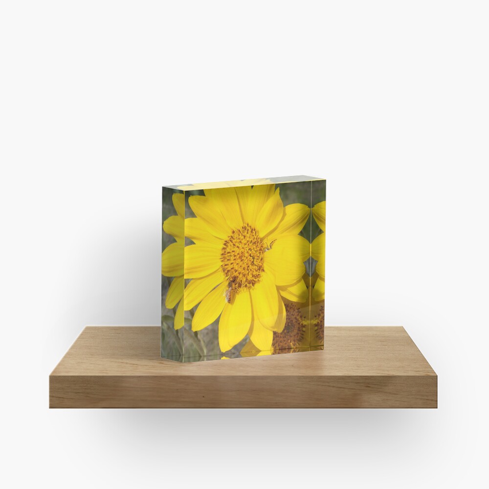 Peek-a-boo spider Acrylic Block