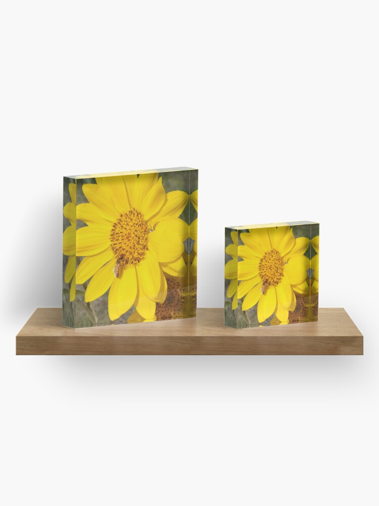 Alternate view of Peek-a-boo spider Acrylic Block