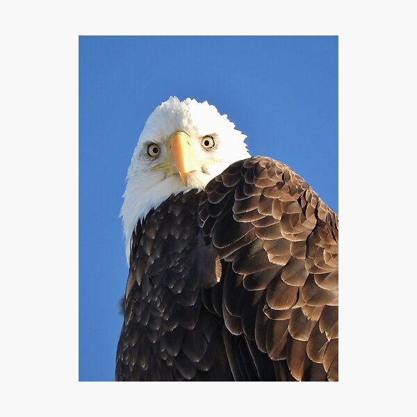 Bald Eagle Photographic Print