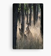 Kangaroos on Alert in the Bush Canvas Print