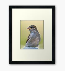 Young Sparrow Framed Print