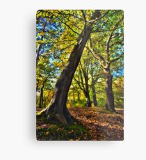 Autumn Woodland Colour 2010 - Durham, UK Metal Print