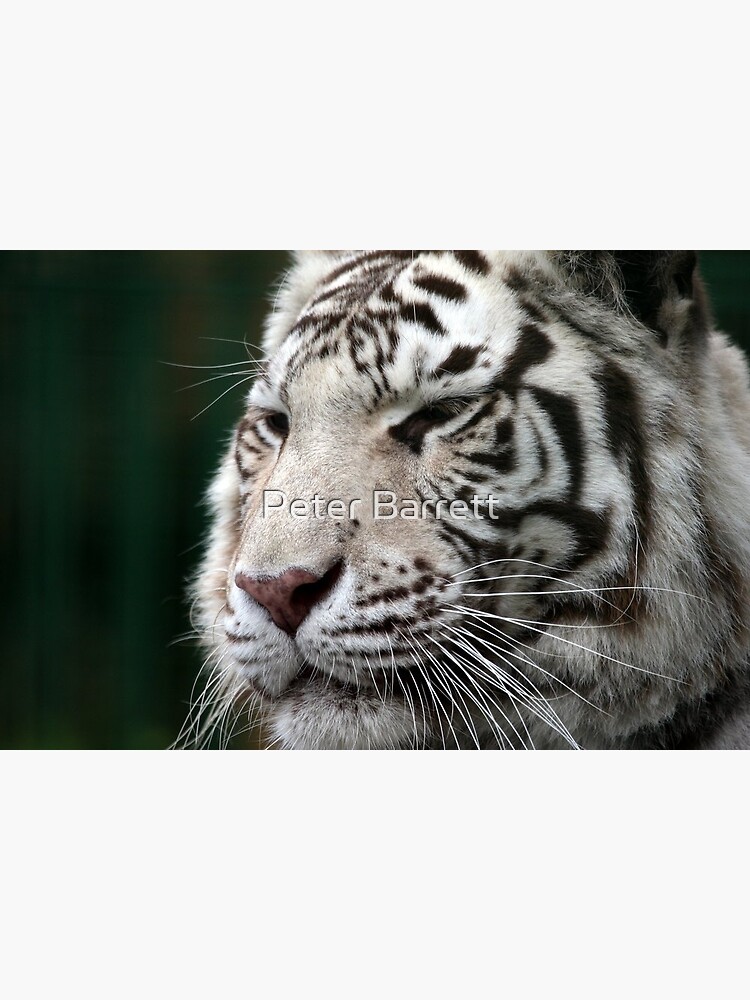 White Tiger by hartrockets