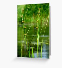 Stand out in Harmony Greeting Card