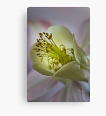 Annie's Flower Canvas Print