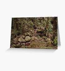 Wollumbin Rain Forest Greeting Card