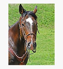 Equine Beauty Photographic Print