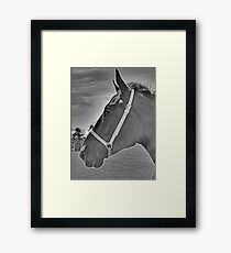Profile Of A Percheron Framed Print