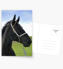 Classic Percheron Postcards