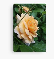 Peach Rose Canvas Print