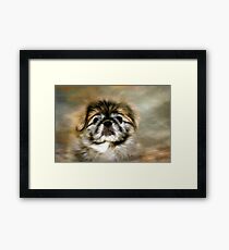 Max the Pekingese Framed Print
