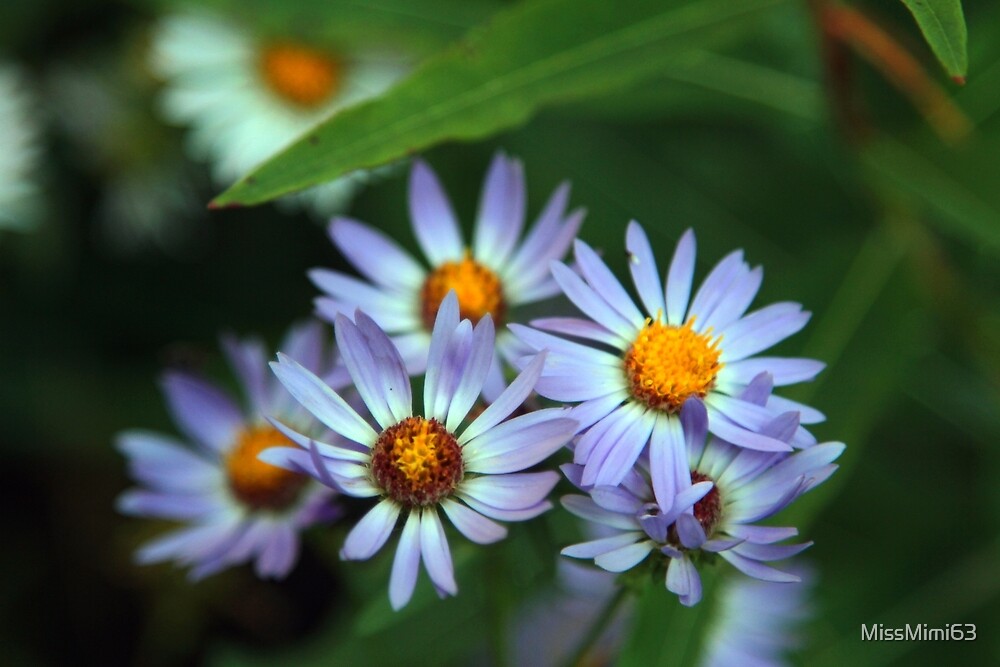 "Wild Flowers in Idaho." by MissMimi63 Redbubble