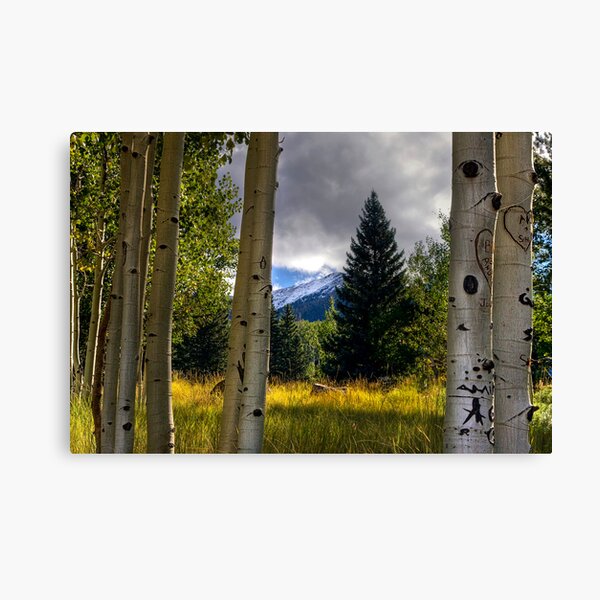 Nature's Window Canvas Print