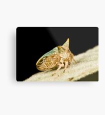 Green Horned Treehopper Metal Print