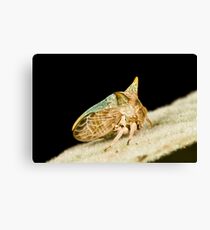 Green Horned Treehopper Canvas Print