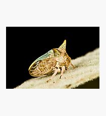 Green Horned Treehopper Photographic Print