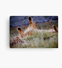Playful Canvas Print