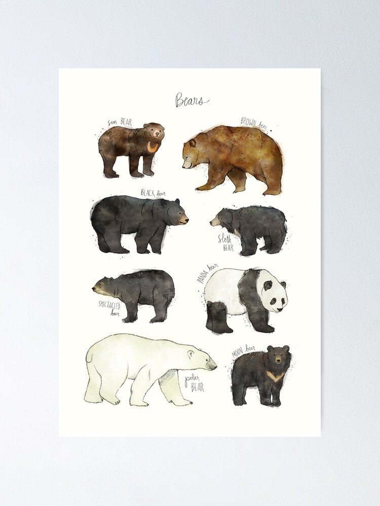 Alternate view of Bears Poster