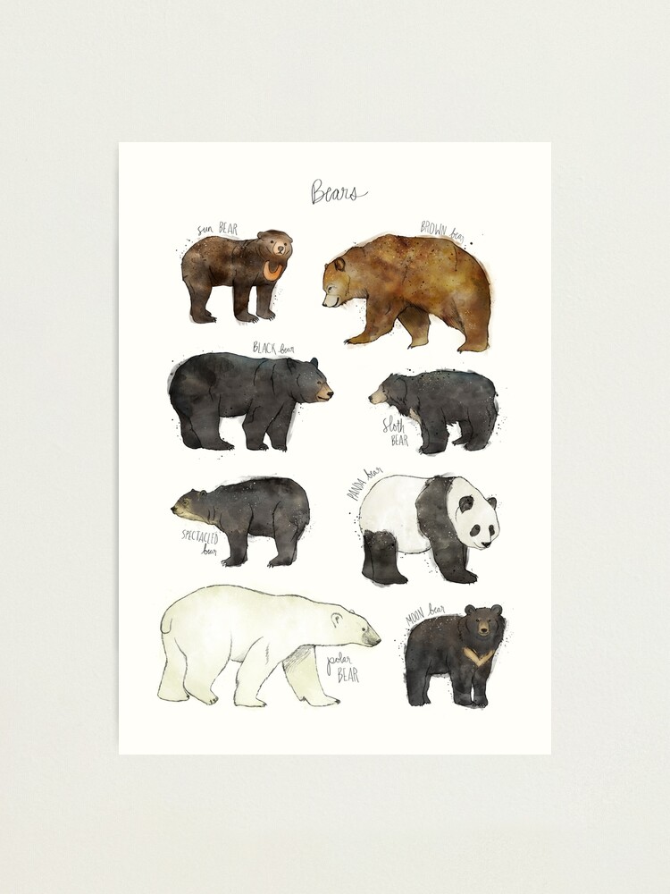 Alternate view of Bears Photographic Print