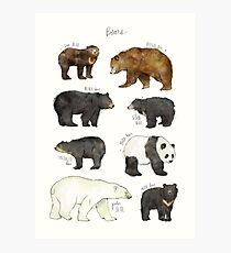 Bears Photographic Print