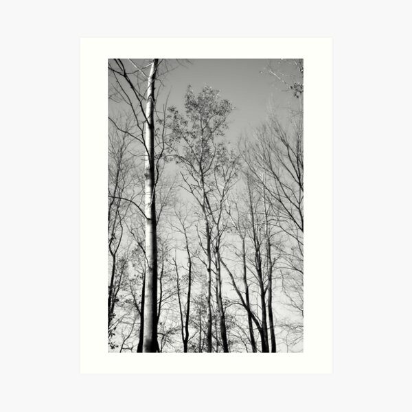 The Forest Lou Campbell State Nature Preserve Art Print