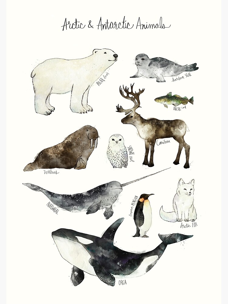 "Arctic & Antarctic Animals" Poster by AmyHamilton | Redbubble