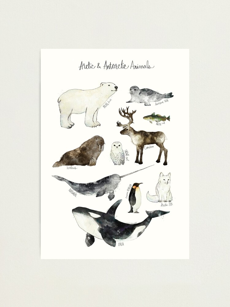Alternate view of Arctic & Antarctic Animals Photographic Print